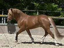 a chestnut horse with four white socks at the trot