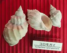 Shells of Sydaphera spengleriana