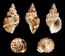 A corrugated form of a shell of Sydaphera spengleriana