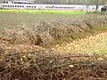 A dead hedge on farmland (at Barrien near Syke, Germany).