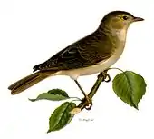 A small bird sitting on a tree branch with a few leaves. The underneath of the bird is light coloured, the back and wings dark brown. The beak is dark brown.