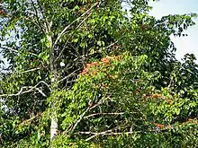 Symphonia globulifera (tree)
