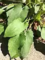 Symphyotrichum cordifolium leaves