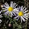 S. fontinale: Photo of two flower heads of Symphyotrichum fontinale taken in southern Florida on 29 November 2019