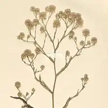 S. graminifolium: Inflorescence from Aster squamatus var. graminifolius herbarium specimen L3030201. Collected in Ypacaray, Paraguay, 1 April 1913 by E. Hassler and stored at the Naturalis Biodiversity Center.
