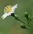 side view several flower heads with one blooming