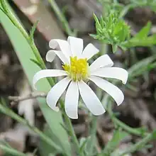S. trilineatum: White flower head from an image