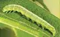 Middle instar larva