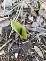 Skunk cabbage emerging from ground during winter