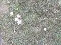 Symplocos stawellii flowers on the forest floor, Hacking River, Australia