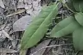 Symplocos stawellii leaf on forest floor, Little Mountain, QLD