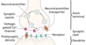 The pre- and post-synaptic axons are separated by a short distance known as the synaptic cleft. Neurotransmitter released by pre-synaptic axons diffuse through the synaptic clef to bind to and open ion channels in post-synaptic axons.