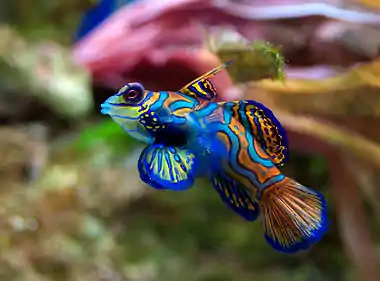 Image 25MandarinfishPhoto credit: Luc ViatourThe mandarinfish (Synchiropus splendidus, not to be confused with the similarly named mandarin fish) is a small (~6 cm or 2.4 in), brightly-colored member of the dragonet family, popular in the saltwater aquarium trade.  The mandarinfish is native to the Western Pacific, ranging approximately from the Ryukyu Islands south to Australia.More selected pictures