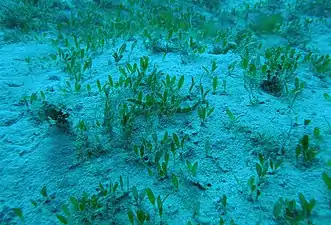 Pipefish camouflaged in Caribbean seagrass in La Parguera