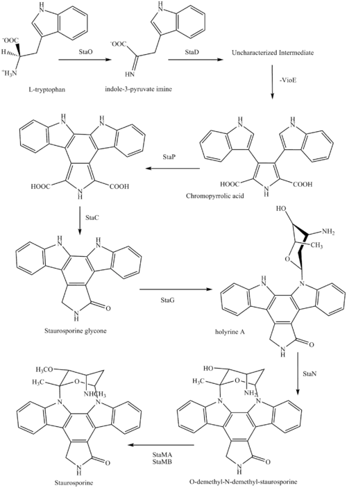 Synthesis of Staurosporine