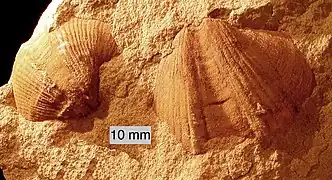 Syringothyris sp.; a spiriferinid brachiopod from the Logan Formation in Wooster, Ohio (internal mold).