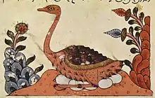 Ostrich sitting on eggs, from the Book of Animals of al-Jahiz