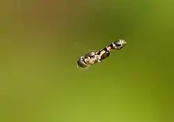 Hoverfly hovering in the air