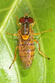 Toxomerus jussiaeae