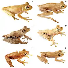 The Hypsiboas calcaratus–fasciatus species complex contains at least six species of treefrog.