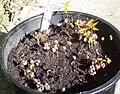 Syzygium francisii - germinating seeds