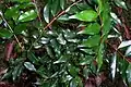 Syzygium francisii leaves