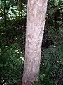 Syzygium papyraceum - bark
