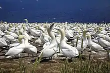 Gannet colony