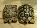 Juvenile Greek tortoise proper (T. (g.) ibera, left) and Tunisian tortoise (right), carapace