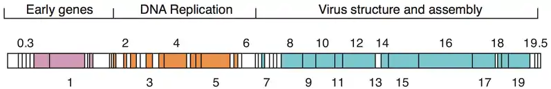 Schematic view of the phage T7 genome. Boxes are genes, numbers are gene numbers. Colors indicate functional groups as shown. White boxes are genes of unknown function or without annotation. Modified after