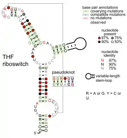 Tetrahydrofolate riboswitch:  Secondary structure for the riboswitch marked up by sequence conservation.