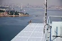 Falcon perches on blue platform, water and another bridge in background