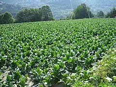 A field of tobacco plants in Sispony