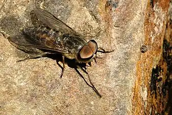 Tabanus bovinus adult tabanid fly.