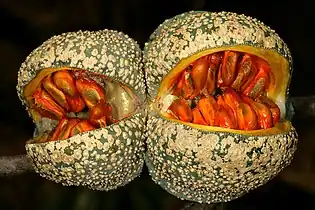 Visible seeds in dehisced fruit