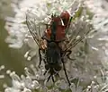 The tachina fly genus Linnaemya