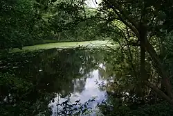 Taddle Creek pond in Wychwood Park, 2012
