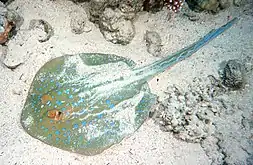 Image 39Bluespotted ribbontail rays migrate in schools onto shallow sands to feed on mollusks, shrimps, crabs and worms. (from Demersal fish)