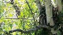 Two tree squirrels rest side-by-side in the entrance of a drey, tails hanging out.