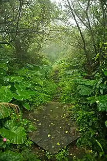 Photograph of an abandoned mining trail in Taiwan lined with shrubs and trees