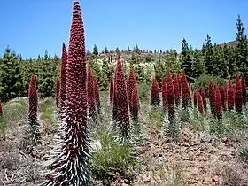 Echium wildpretii