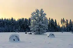 Snowy Aruküla scenery