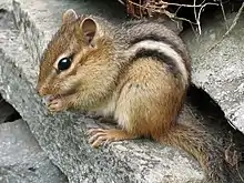 Small rodent with furry tail, large dark eye, small ears