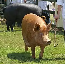 Sow, best of breed at The Last Royal Show, 2009