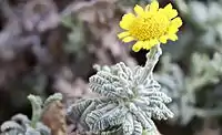 Tanacetum densum