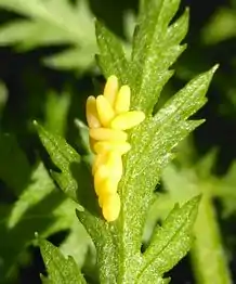 Tansy beetle eggs laid on the underside of a tansy leaf