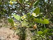 Shiny, oval leaves and white flowers