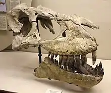 Tarbosaurus exhibit