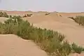 A scene of the Tarim Desert along the way