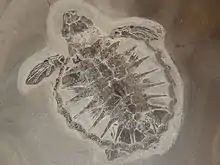 Sea turtle Tasbacka danica Complete unique fossil baby sea turtle. Length 10.5 cm